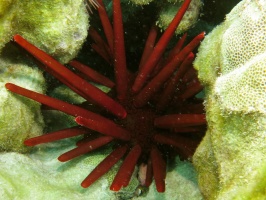 51  Red Pencil Urchin IMG 2781